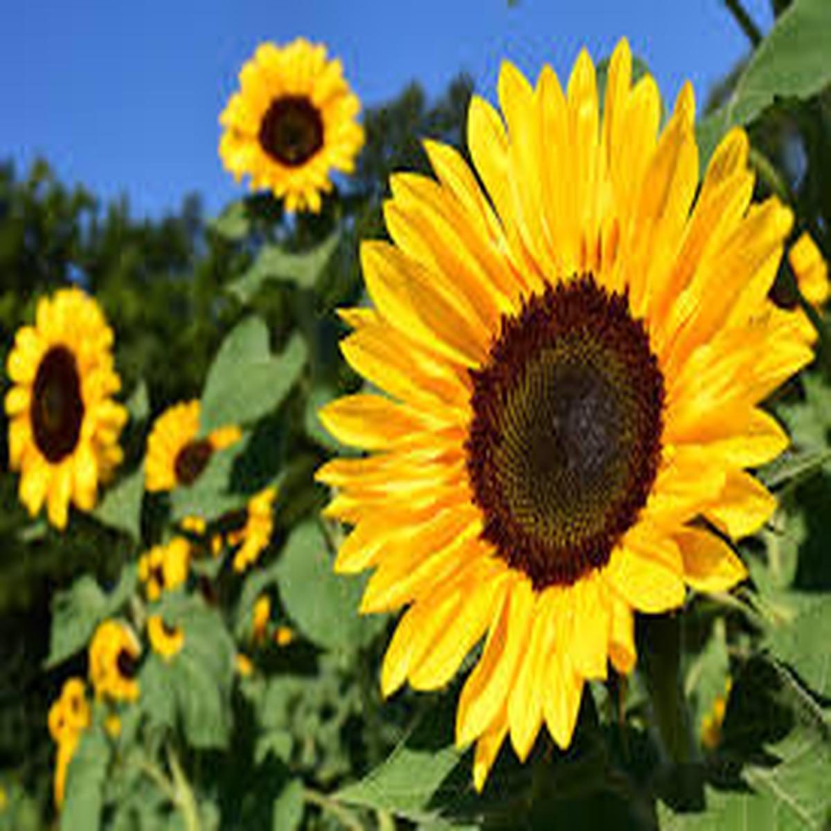 Yellow Helianthus Flower Seeds for Planting  Heirloom, Non-GMO, High Germination Organic Garden Seeds (100pcs)