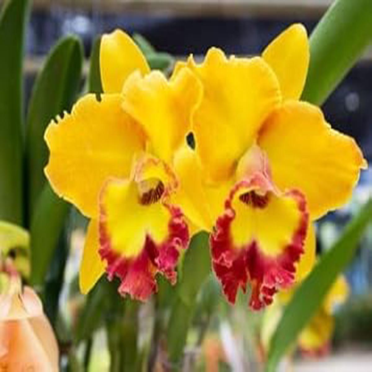 Yellow Red Cattleya Flower seeds for Planting - Long Bloom Season, Heirloom & GMO Free Seeds for Home Garden