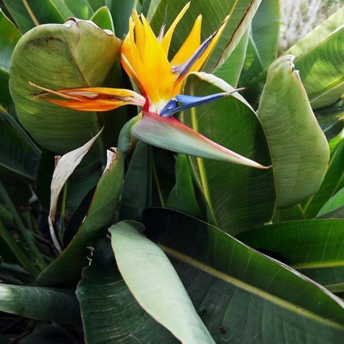 Yellow Strelitzia Reginae Flower seeds for Planting Bright Blooms Heirloom & GMO Free Seeds for Home Garden