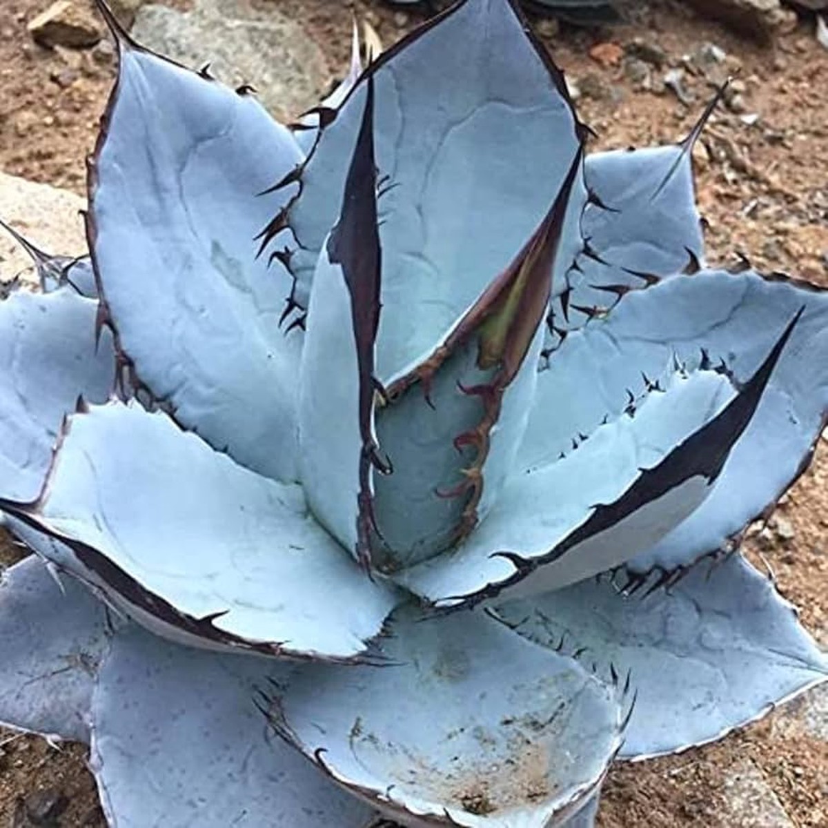 Agave Titanota Blue Seeds  Organic, Heirloom, Non-GMO Succulent Seeds for Planting