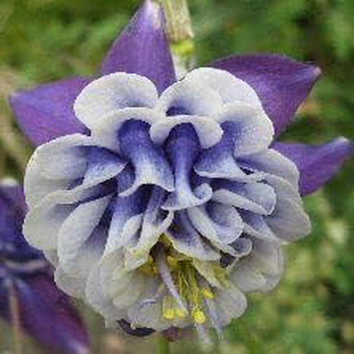 Aquilegia Flower seeds for Planting - Colorful Display, Heirloom & GMO Free Seeds for Home Garden