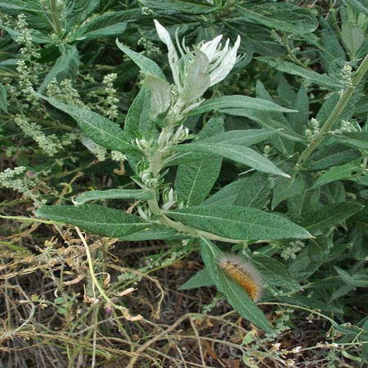 Artemisia douglasiana California Mugwort Seeds  Heirloom, Non-GMO, High Germination Organic Garden Seeds