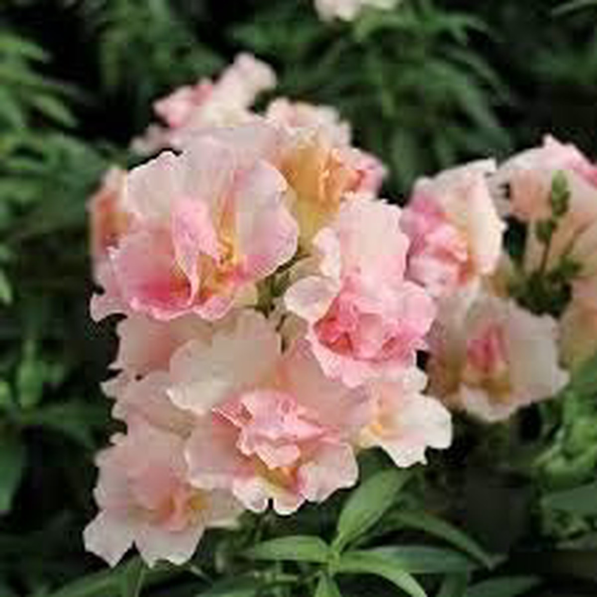 Baby Pink Mini Violet Flower Seeds  Heirloom Non-GMO Seeds for Planting & Organic Garden Blooms