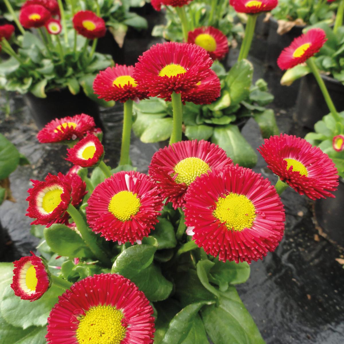 Bellis Red Yellow Seeds for Planting Organic, Heirloom, Non-GMO Flower Seeds