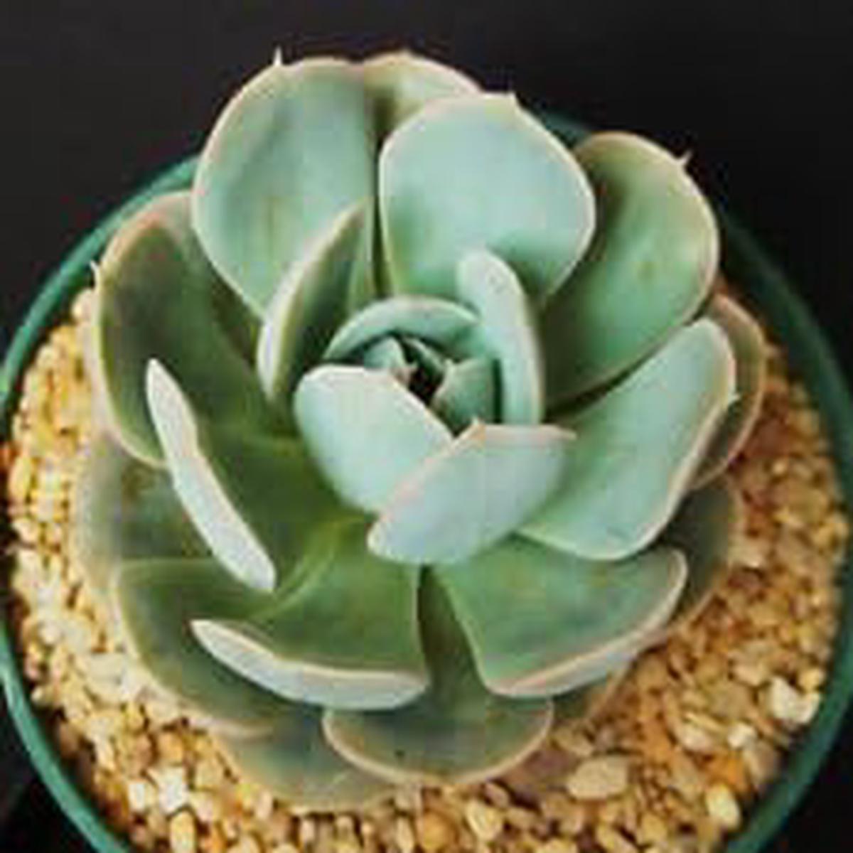 Blue Echeveria Derenbergii Flower seeds for Planting - Cottage Garden Essential, Heirloom & GMO Free Seeds for Home Garden