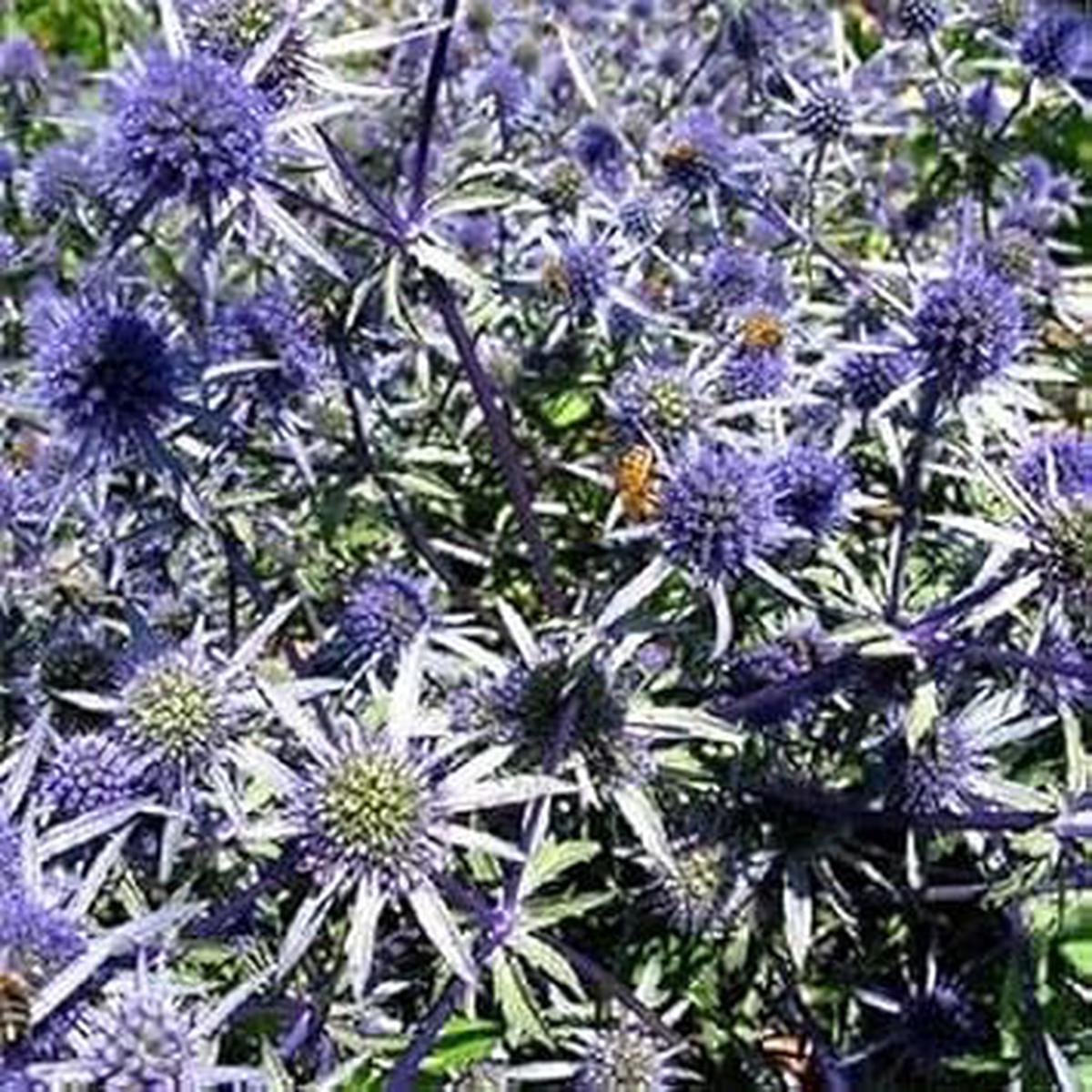 Blue Eryngium Alpinum Flower seeds for Planting - Premium Quality, Heirloom & GMO Free Seeds for Home Garden