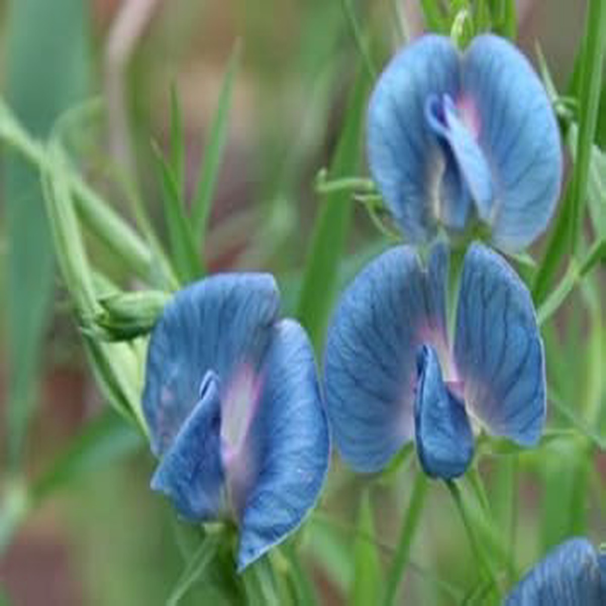 Blue Lathyrys Satuvys Flower seeds for Planting - Perfect for Borders, Heirloom & GMO Free Seeds for Home Garden
