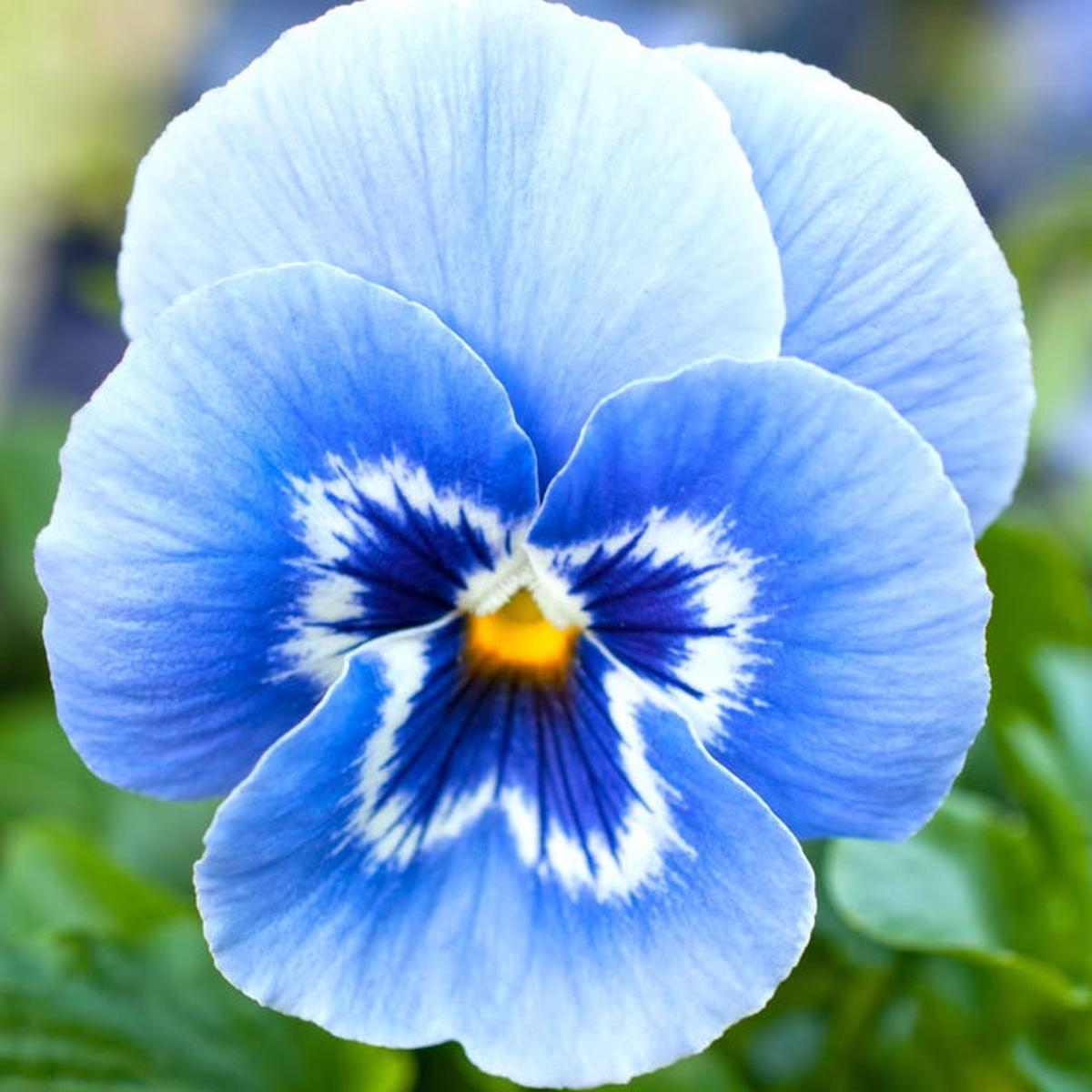 Blue & White Pansy Seeds Elegant Bi-Color Blooms for Garden Planting