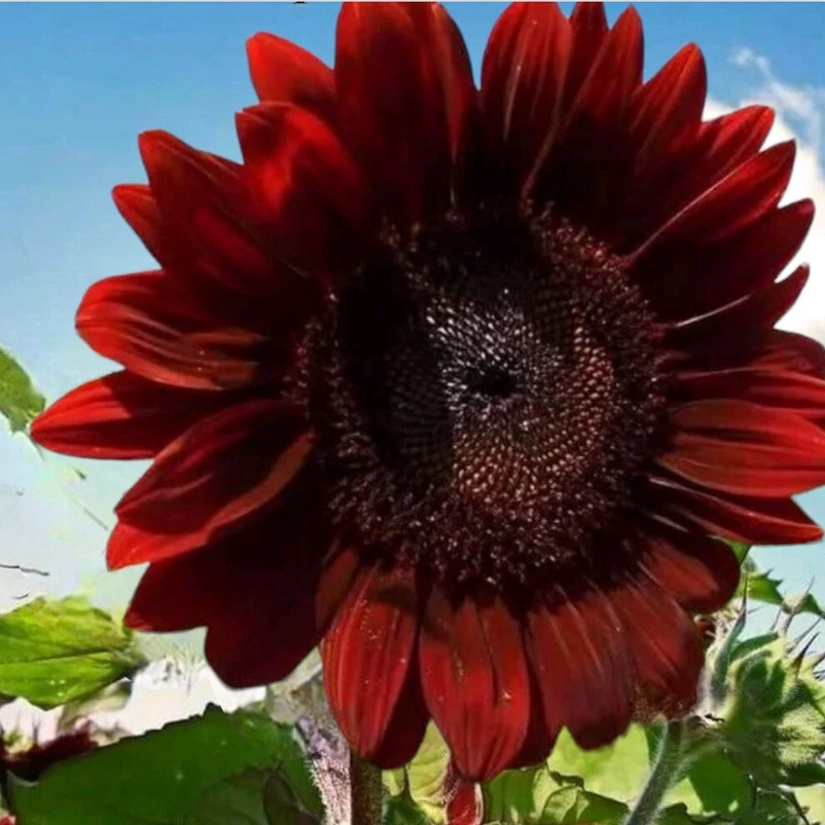- RARE RED SUNFLOWER SEEDS I I Buy2Get2Free add2tocart  Heirloom, Non-GMO, High Germination Organic Garden Seeds
