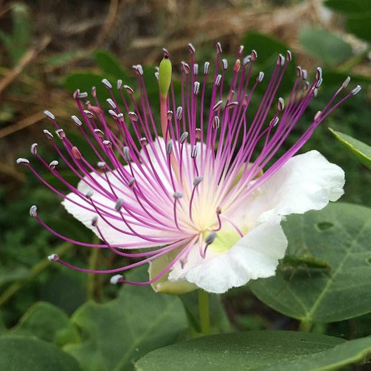 White Caper Flower Seeds for Planting Heirloom Non-GMO, High Germination Organic Garden Seeds