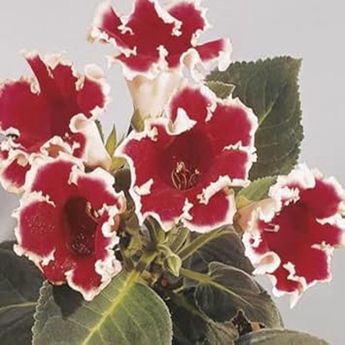 White Maroon Gloxinia Flower seeds for Planting Sun Loving Heirloom & GMO Free Seeds for Home Garden Sale
