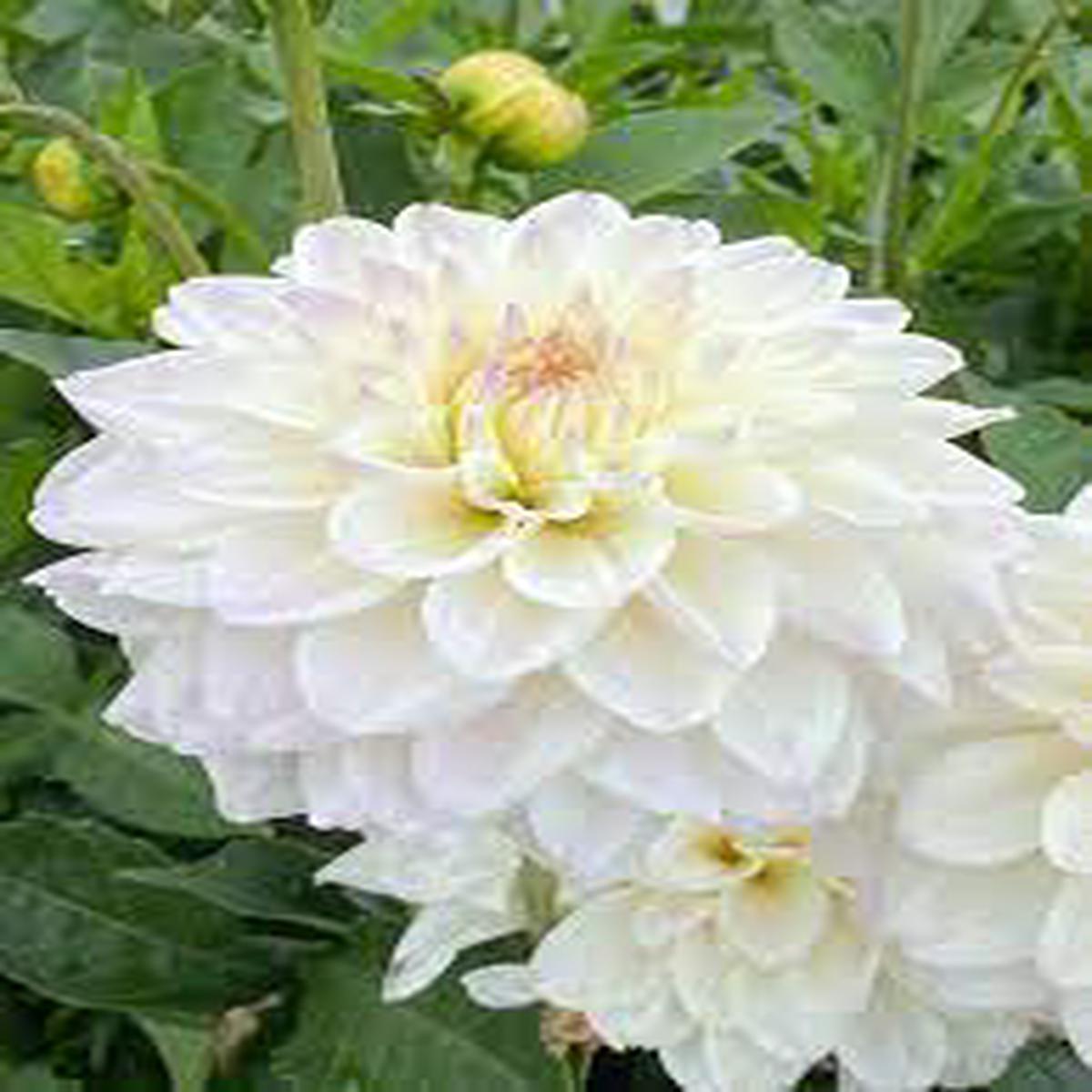 White Swan Dahlia Flower seeds for Planting - Easy to Grow, Heirloom & GMO Free Seeds for Home Garden