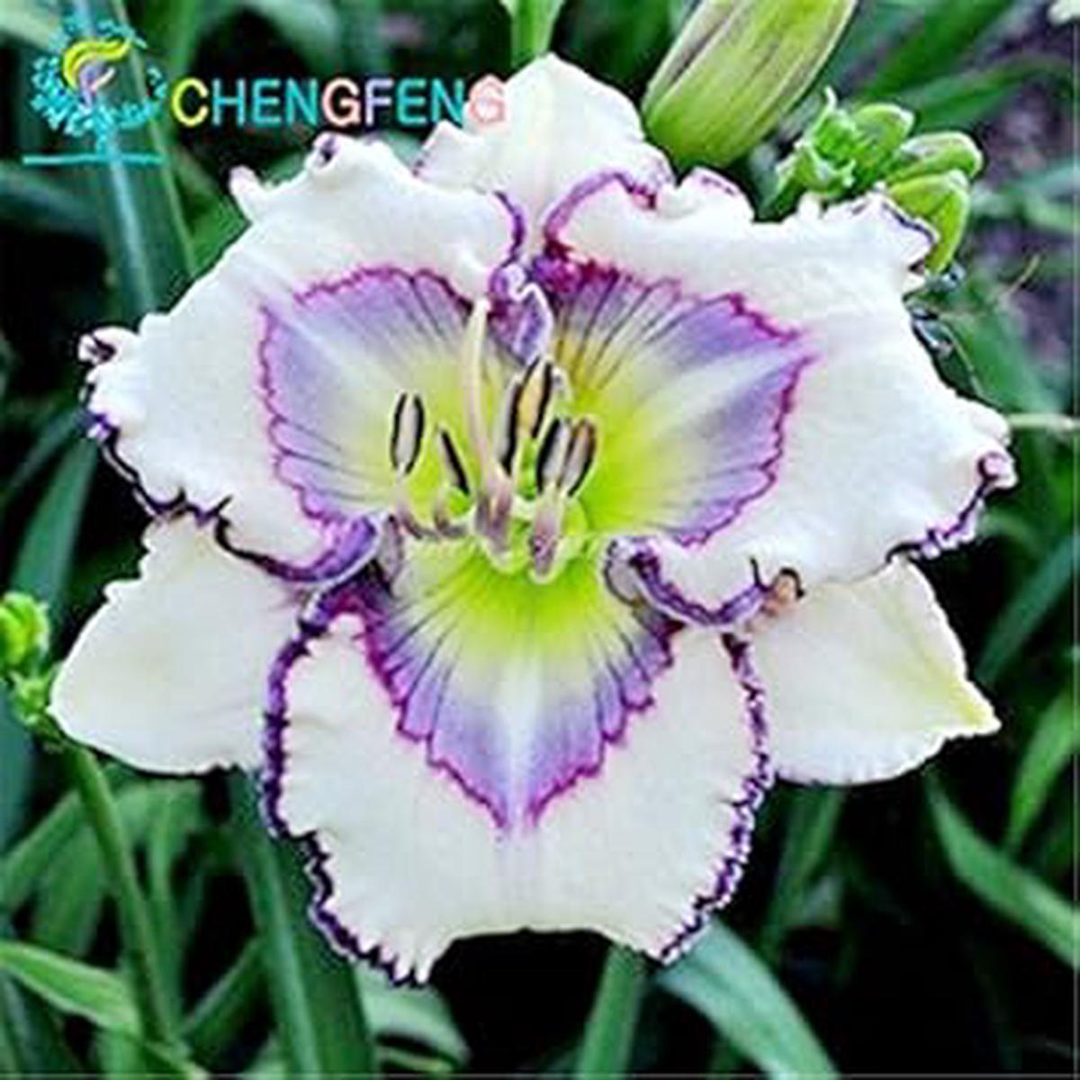 White Violet Hemerocallis Flower seeds for Planting - Compact Growth, Heirloom & GMO Free Seeds for Home Garden