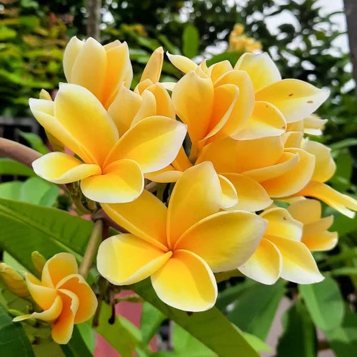 Yellow White Egg Flower Seeds for Planting Heirloom Non-GMO High Germination Organic Garden Seeds