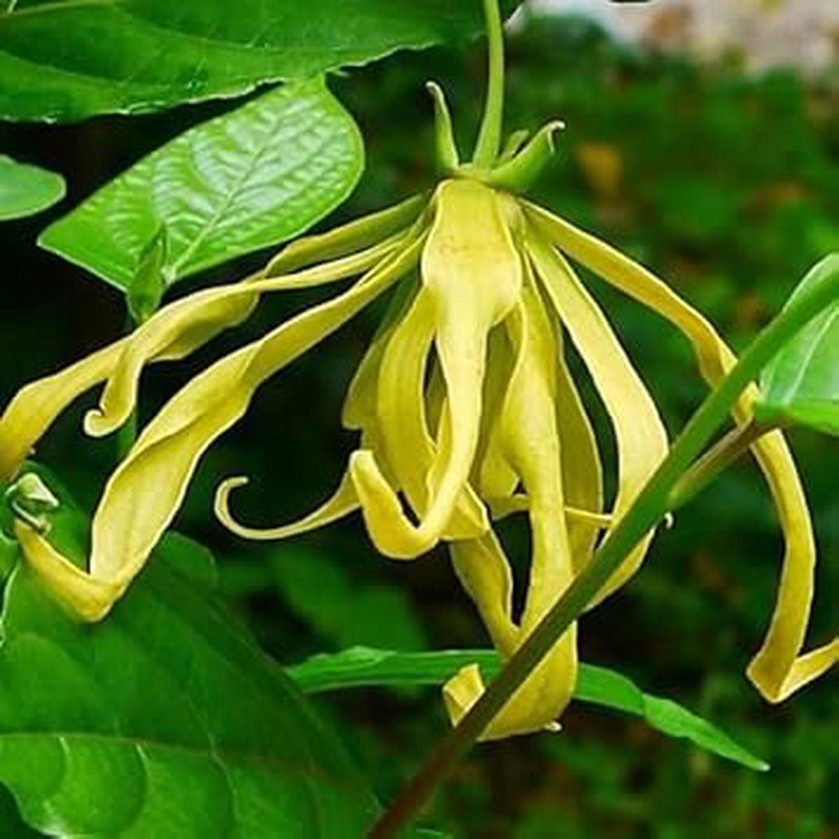 Ylang-Ylang Flower seeds for Planting - Pollinator Friendly, Heirloom & GMO Free Seeds for Home Garden