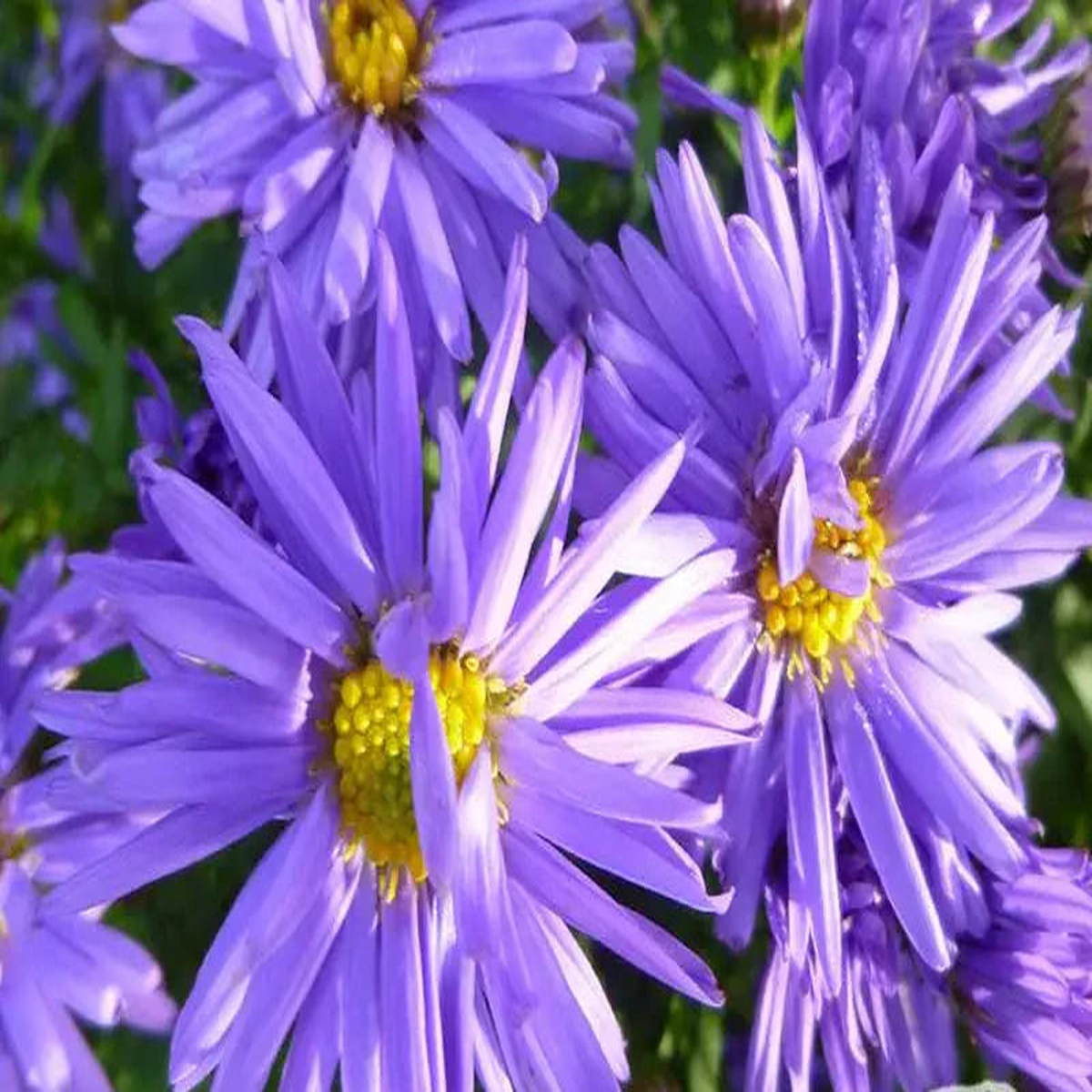 Aster Novi-Belgii Flower Seeds - Perfect for New York Planting