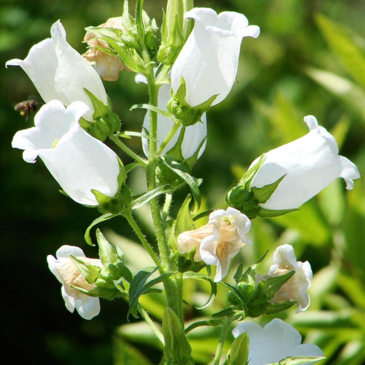 White Bellflower Campanula Pyramidalis Seeds for Planting Cottage Garden