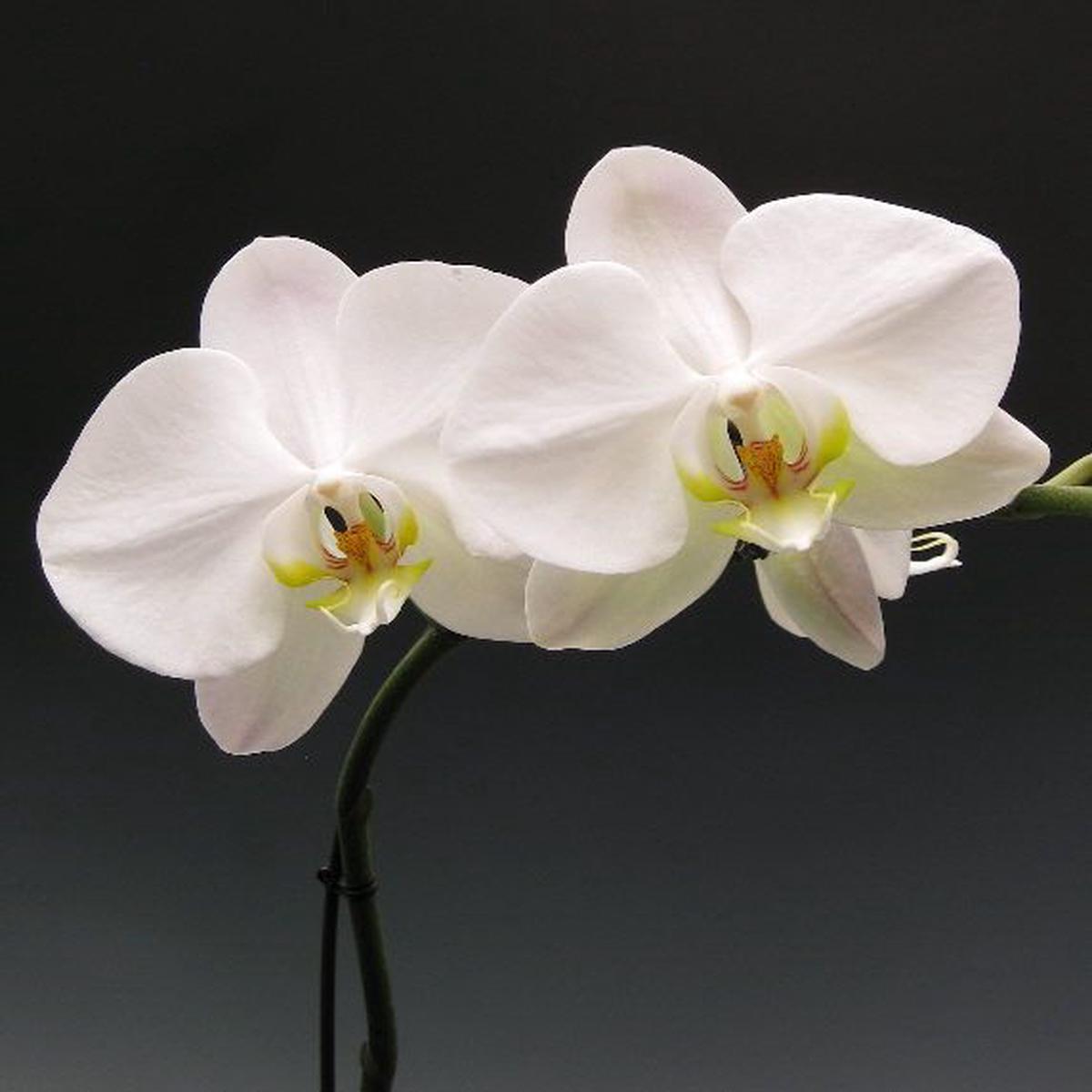 White Butterfly Orchid Flower seeds for Planting Easy to Grow Heirloom & GMO Free Seeds for Home Garden   Sale