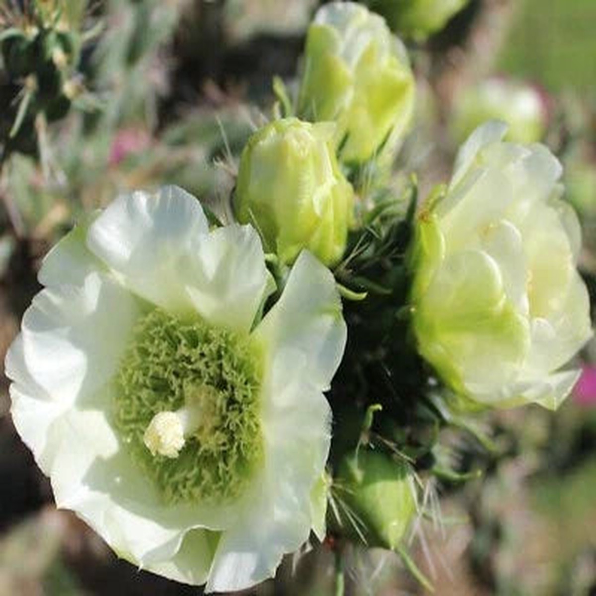 White Cholla Imbricata Cold Hardy Shrub Cactus Rare Flowers Heirloom Non Gmo Flower Seeds Home