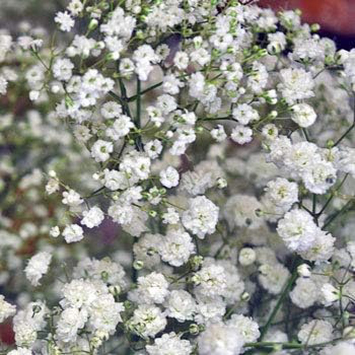 White Gypsophila Flower Seeds for Planting Organic Heirloom Non-GMO Garden Seeds, High Germination