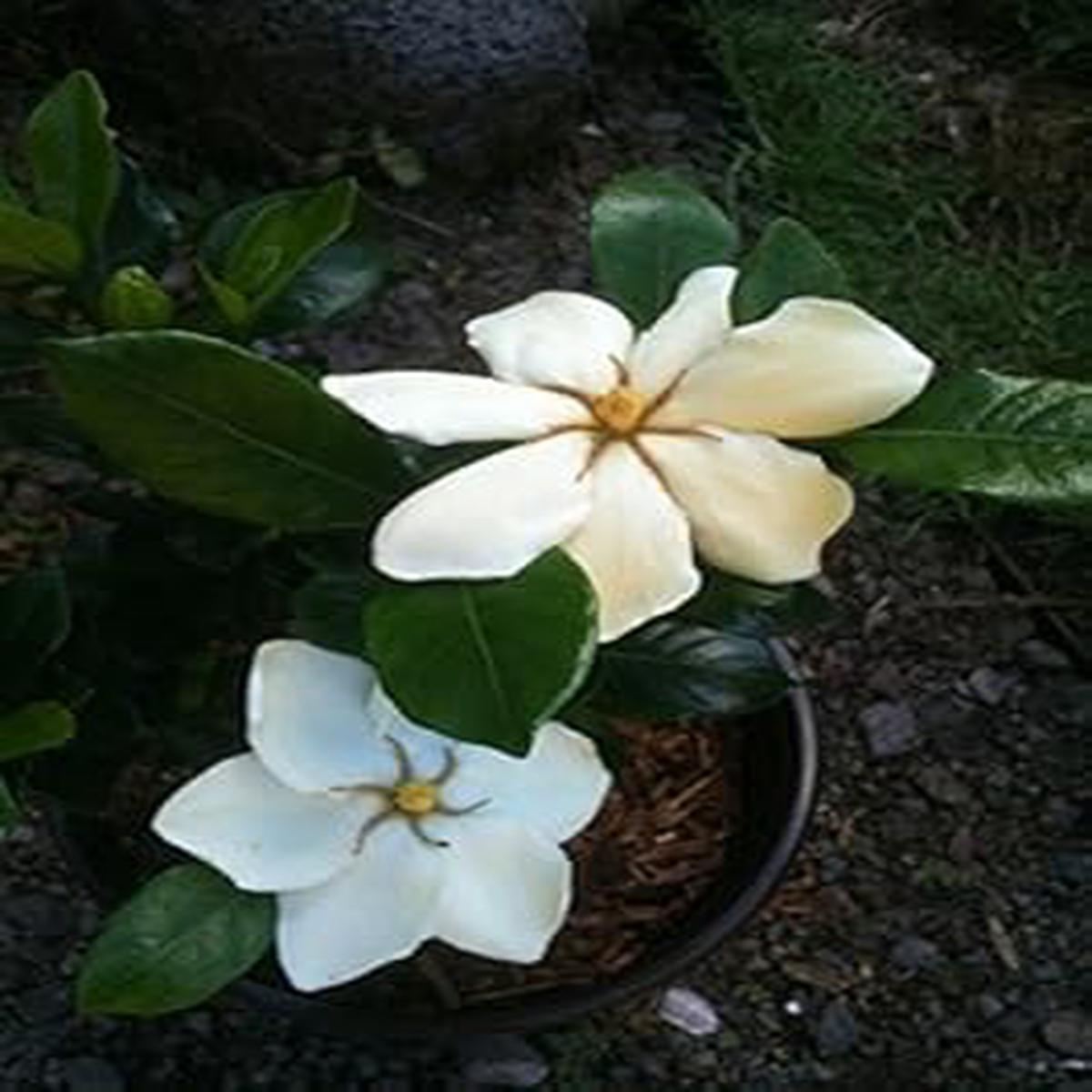 White Jasminoides Flower seeds for Planting - Hardy Variety, Heirloom & GMO Free Seeds for Home Garden