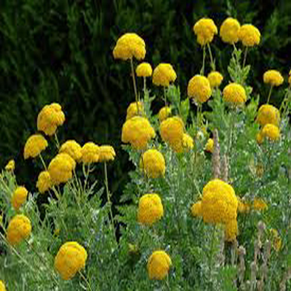Yellow Achillea Millefolium Flower Seeds for Planting  Shade Tolerant, Heirloom, Non-GMO, High Germination, 100pcs