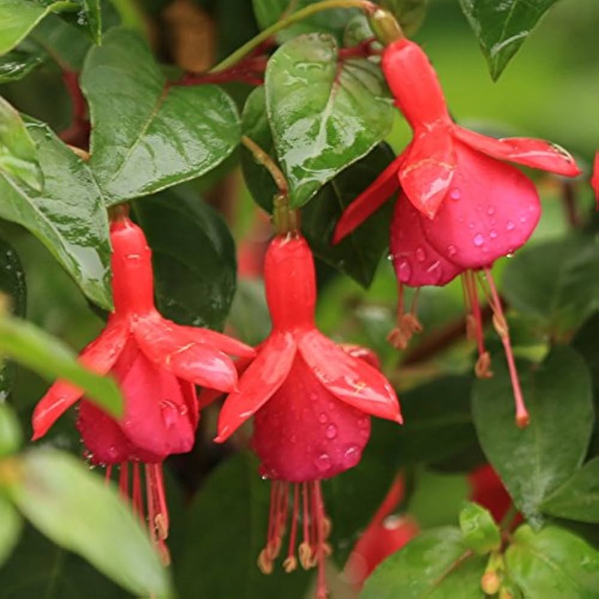 Yellow Fuchsia Hanging Flower Growing Beautiful Fuchsia Flowers In Flower Seeds Home Garden