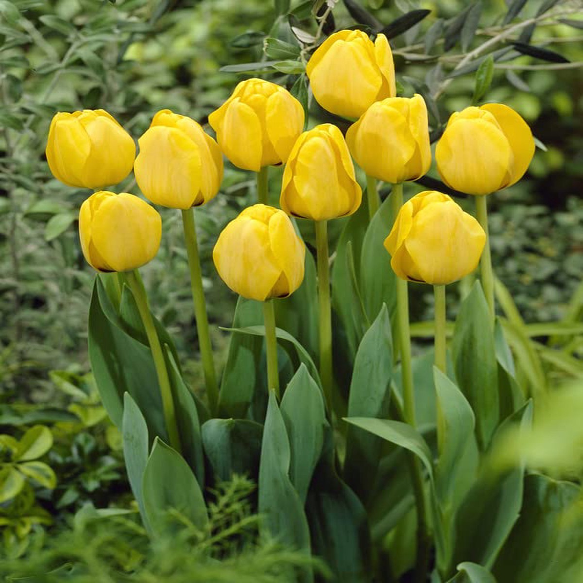 Yellow Orange Daydream Darwin Hybrid Tulip Bulbs To Flower Seeds Home Garden Planting, Blooming