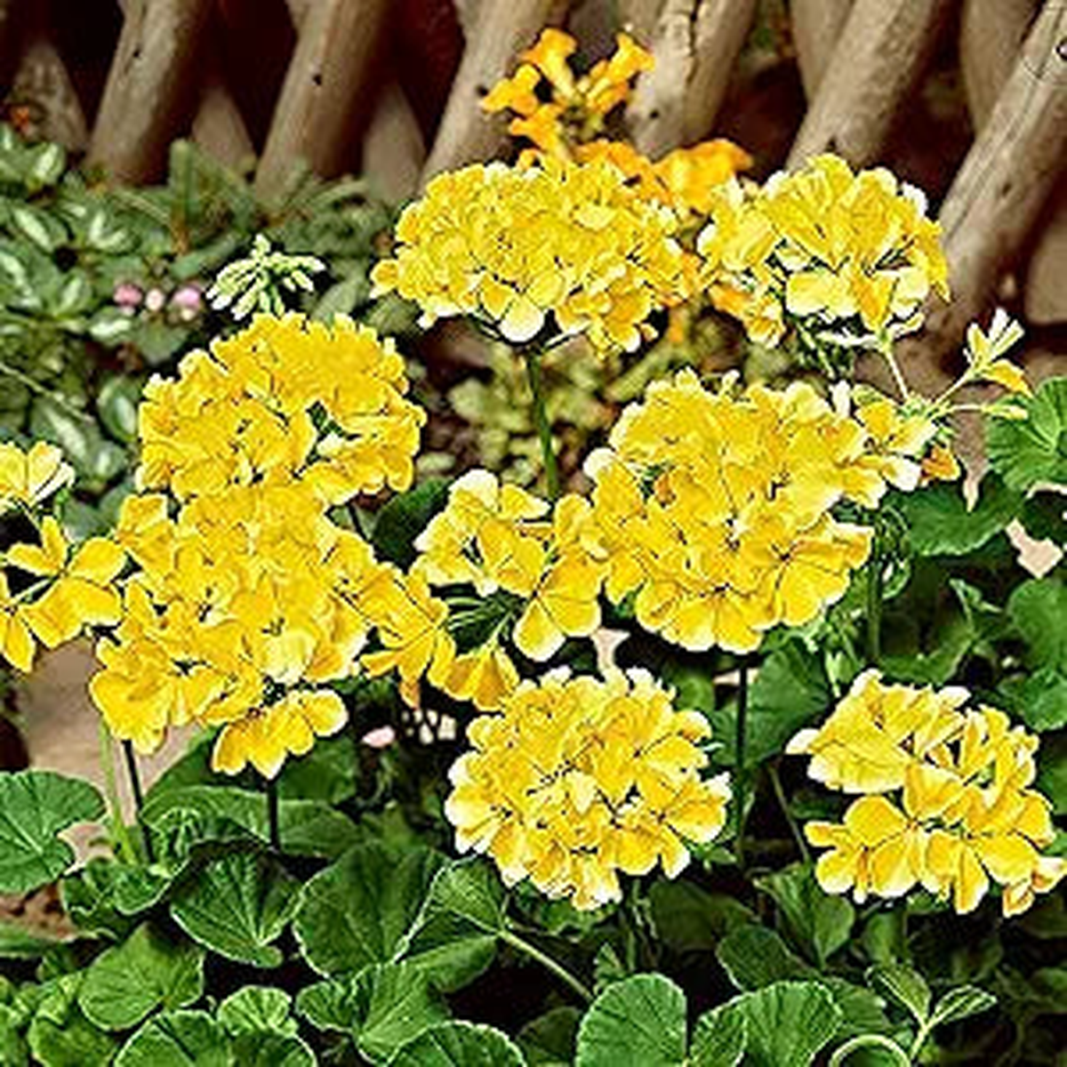 Yellow Rare Edge Geranium Pelargonium Peltatum Perennial Bonsai Flower Seeds Home Garden