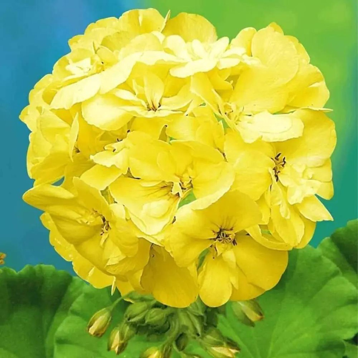 Yellow Thick Geranium Flower For Planting Heirloom Non Gmo For Home Garden Flower Seeds for Home