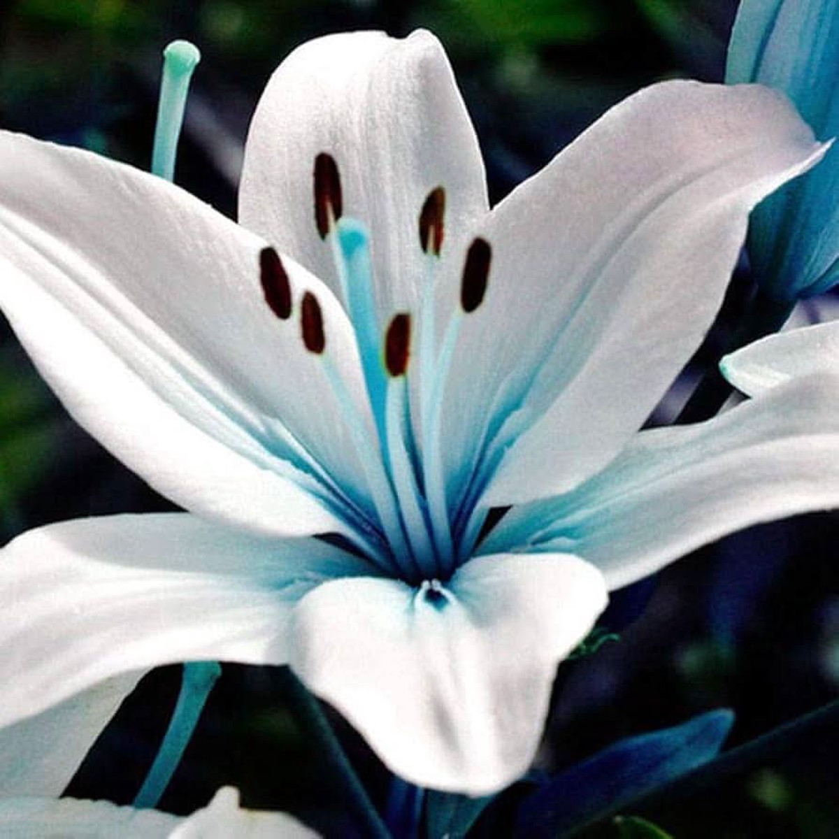 Blue Heart Lily Seeds