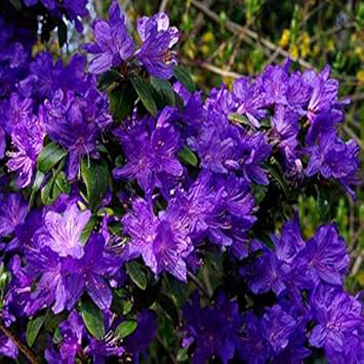 Organic Heirloom Violet Azalea Flower Seeds for Planting  Non-GMO High Germination Ornamental Shrub Seeds