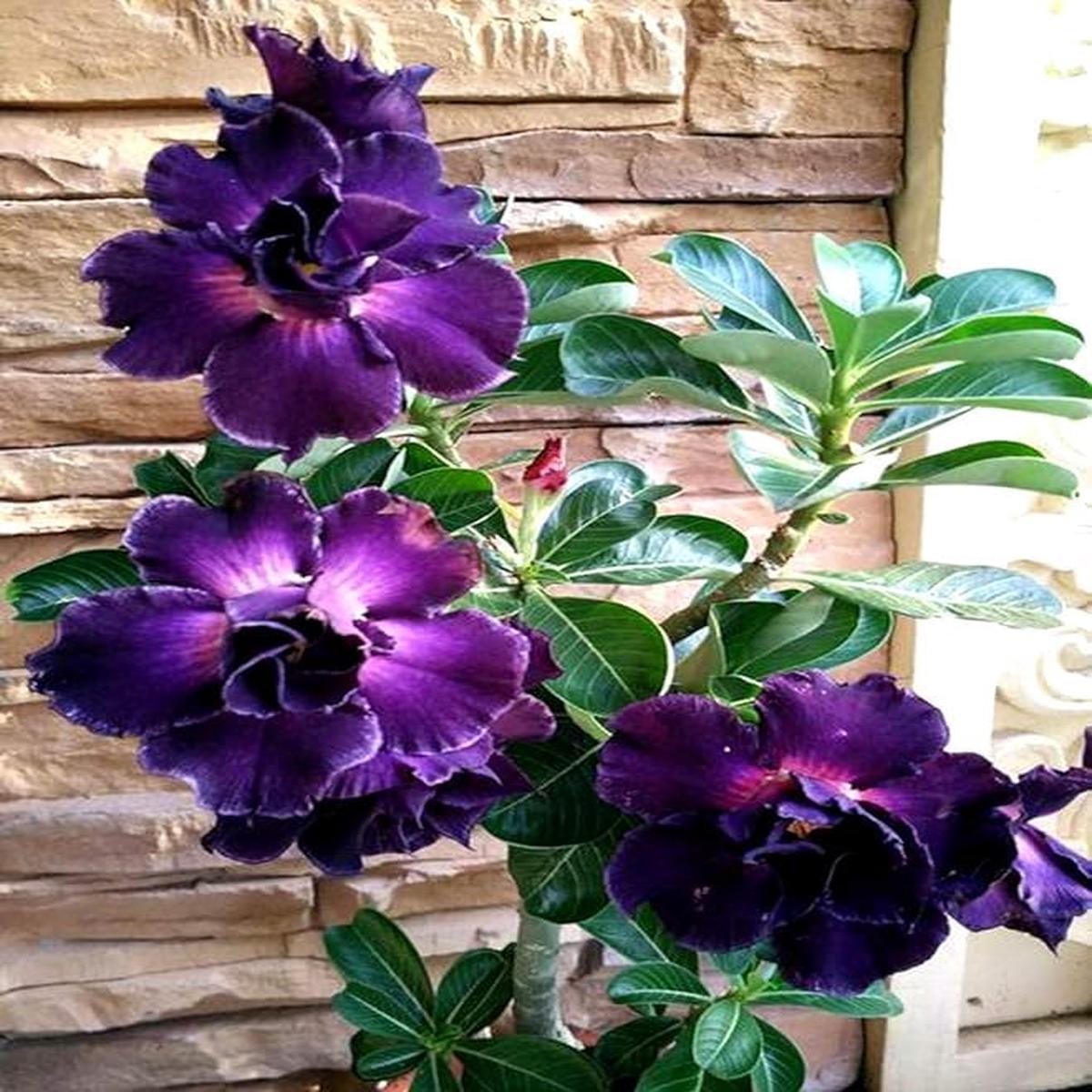 Violet Pink Adenium Obesum Flower Seeds for Planting  Heirloom, Non-GMO, High Germination, Sun-Loving