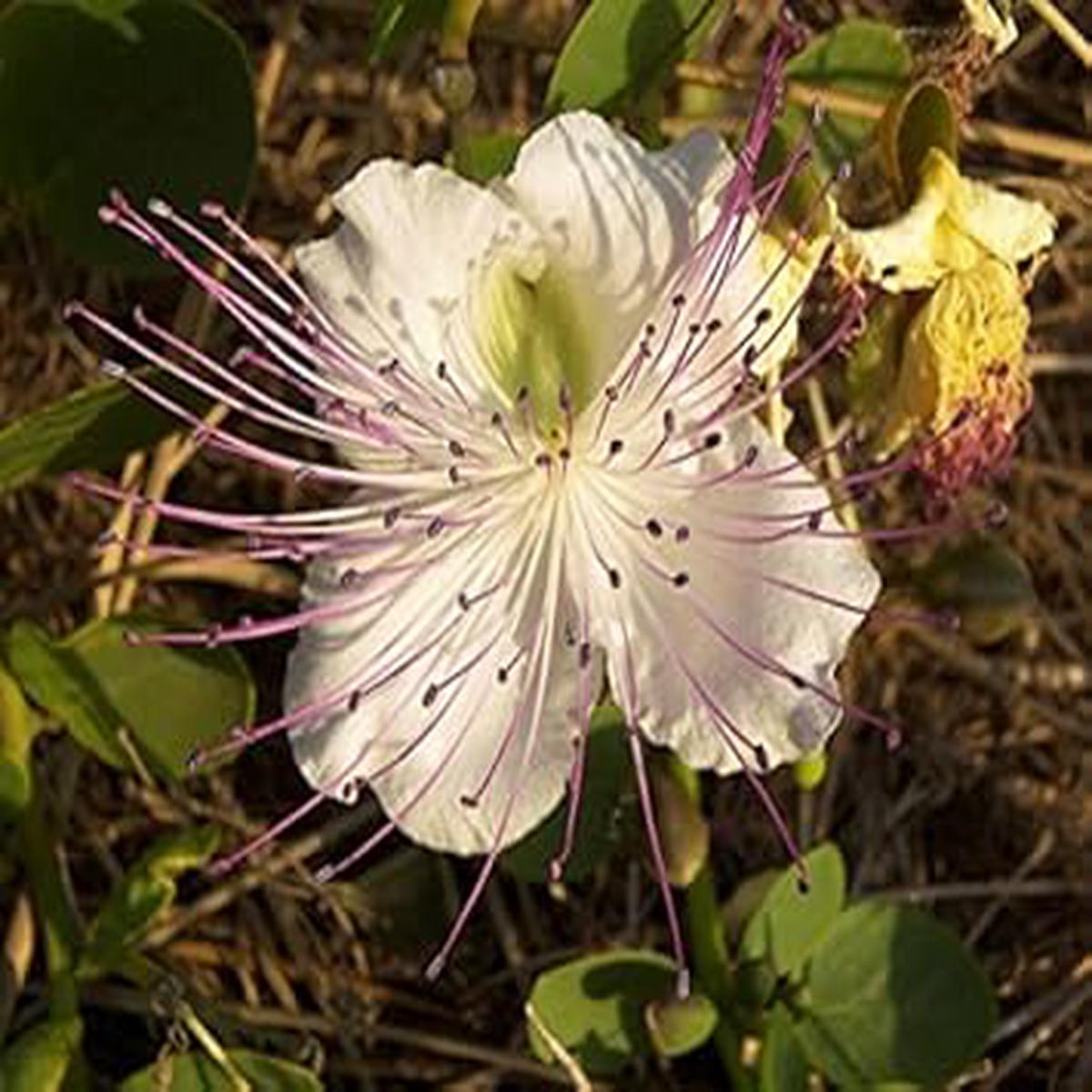 White Capparis Flower seeds for Planting - Sun Loving, Heirloom & GMO Free Seeds for Home Garden