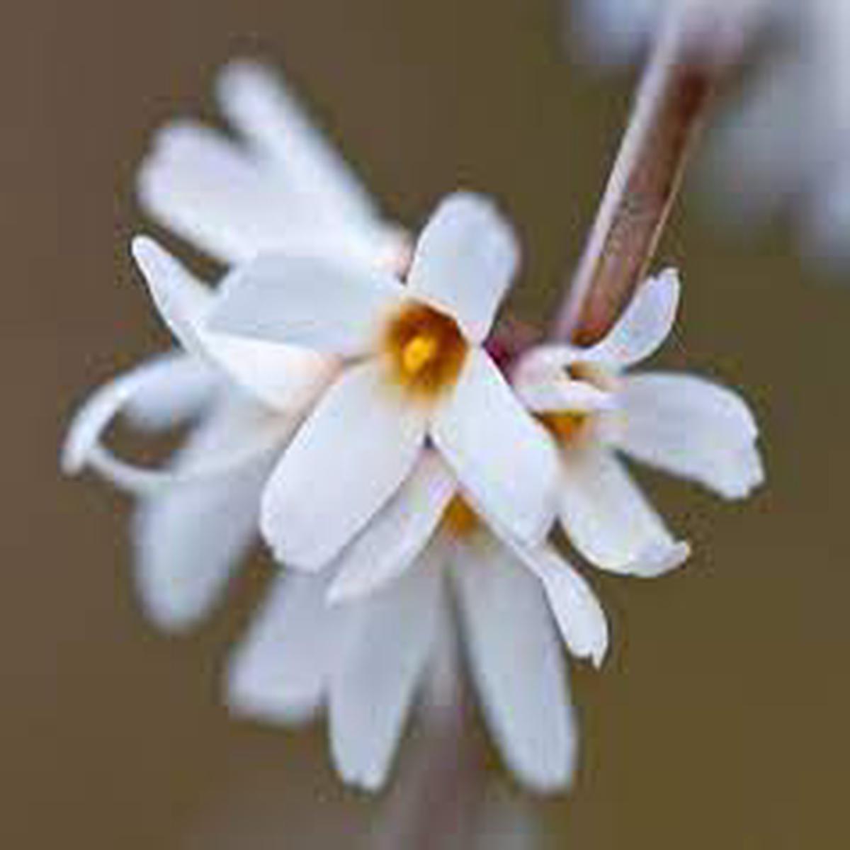White Forsythia - Abeliophyllum distichum Flower Seeds for Planting - NON GMO Seeds