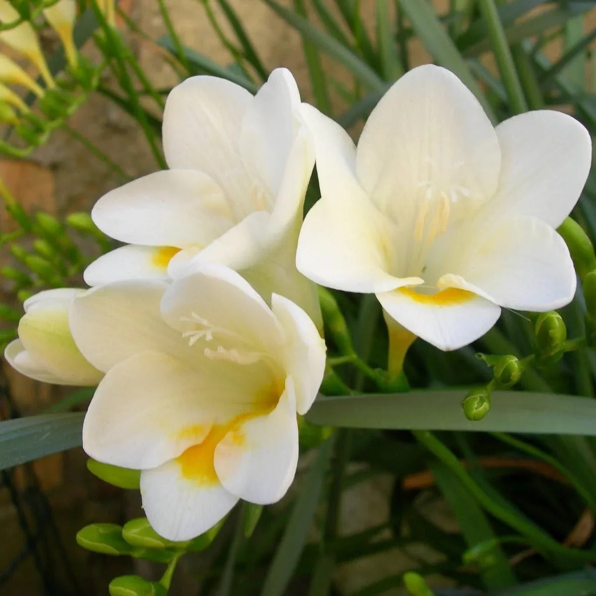 White Freesia Flower seeds for Planting Vibrant Colors Heirloom & GMO Free Seeds for Home Garden Sale