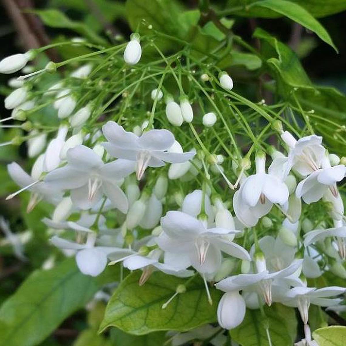 White Mok Flower Planting - Seed for Serene and Elegant Blooms