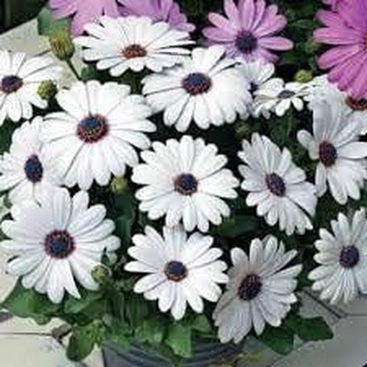White Osteospermum Flower Seeds, Heirloom, Non-GMO Seeds for Planting