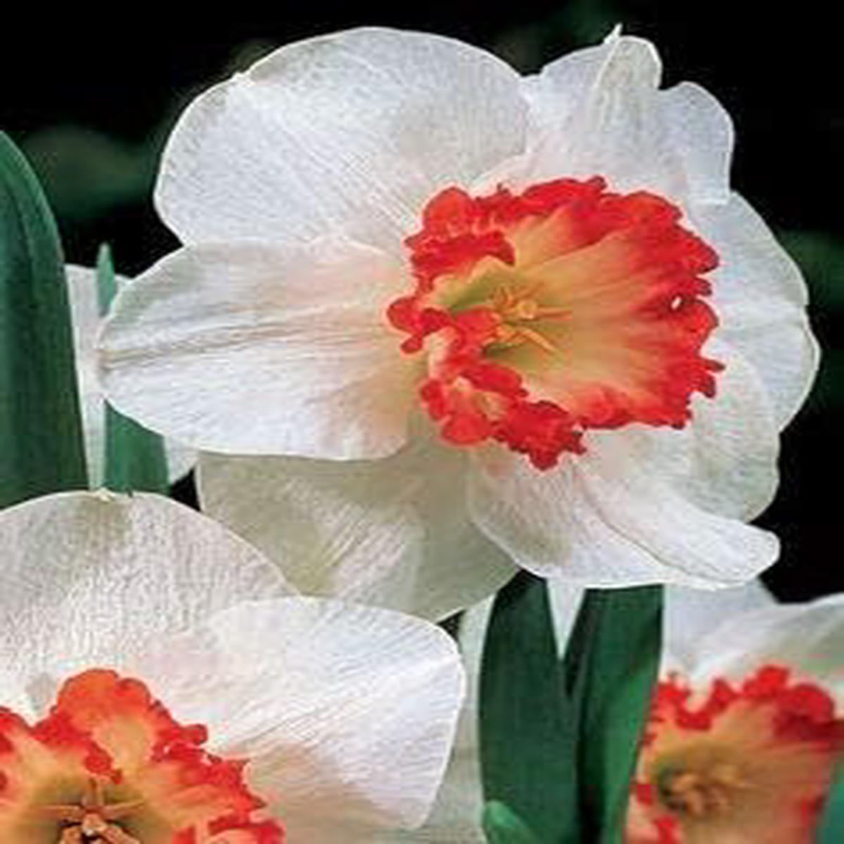 White Red Double Narcissus Flower Seeds Heirloom Non-GMO, High Germination Organic Garden Seeds for Planting