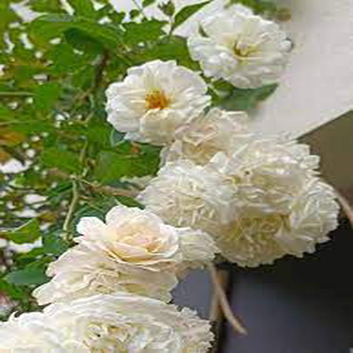 White Rose Flower Seeds Heirloom Non-GMO Seeds for Planting
