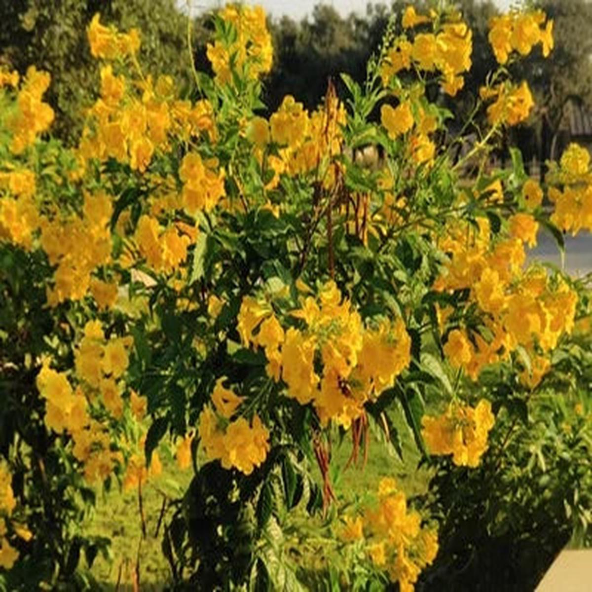 Yellow Elder Trumpet Flower Esperanza Planting Tecoma Stans Fast Growing Heirloom Non Gmo