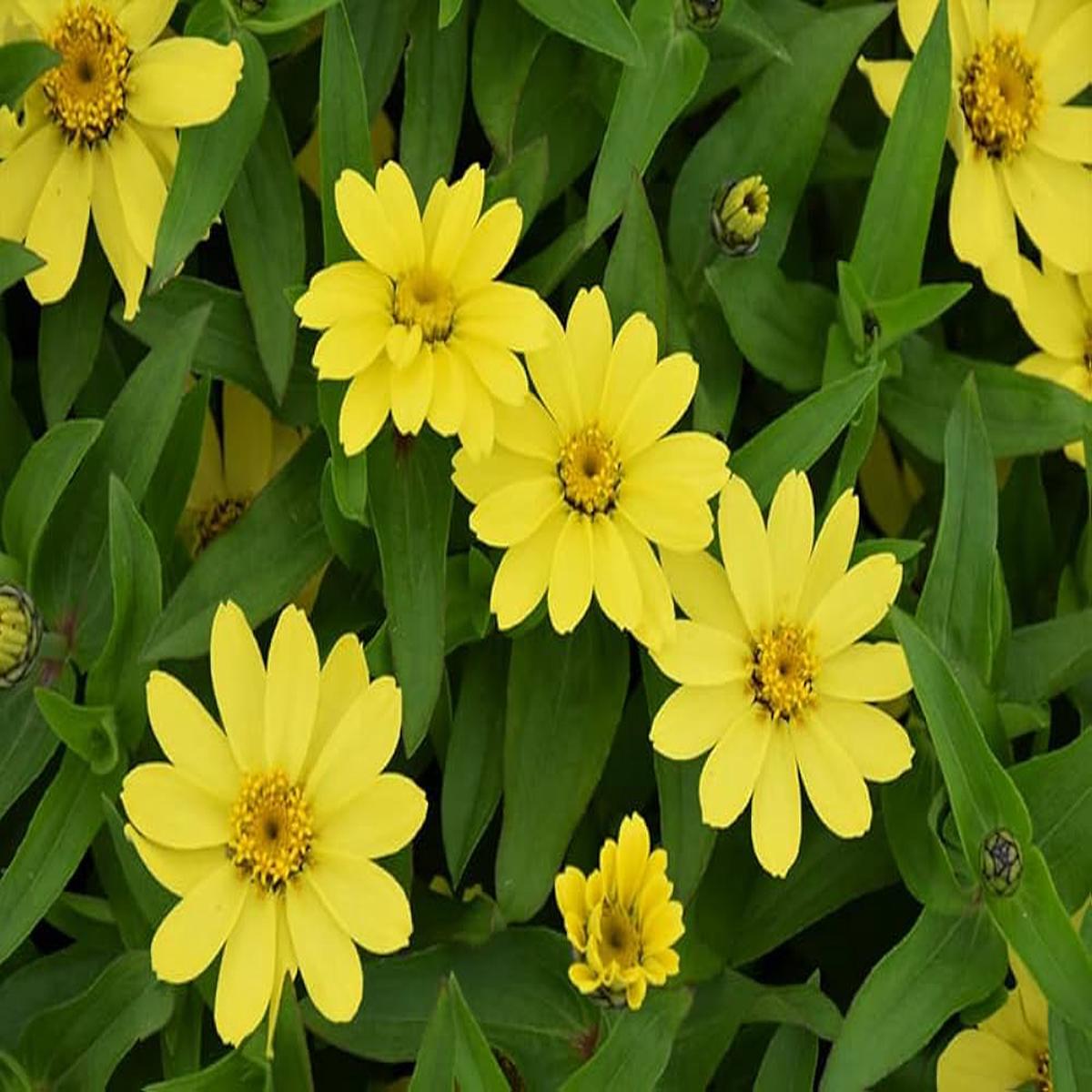 Yellow Profusion Flower seeds for Planting - Shade Tolerant, Heirloom & GMO Free Seeds for Home Garden