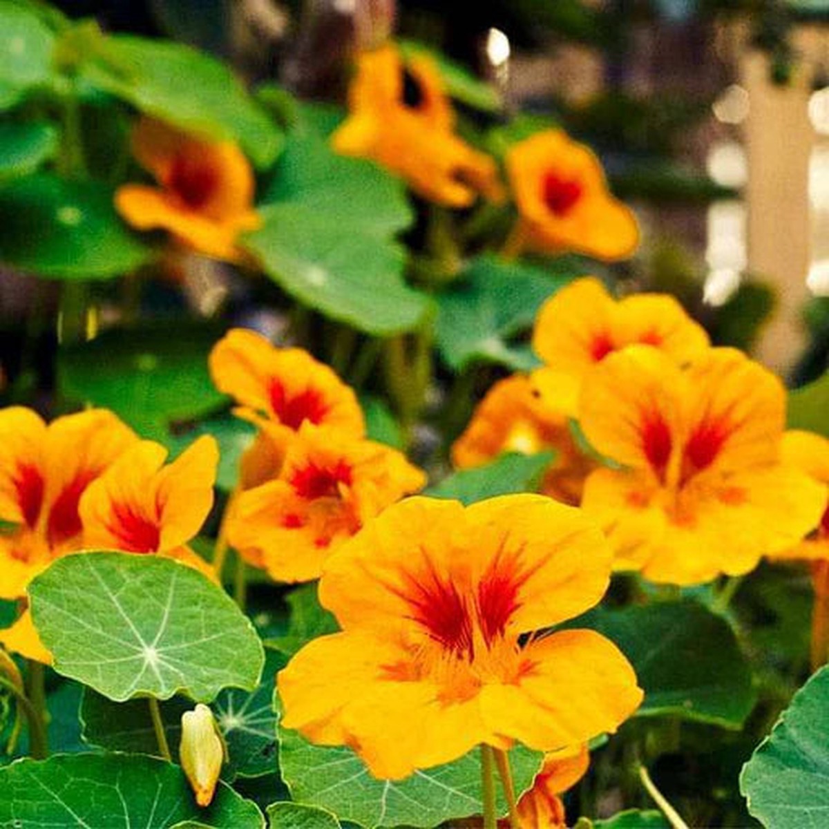 Yellow Red Heirloom Nasturtium Flower For Planting Non Gmo Vibrant Edible Blooms Flower Seeds for