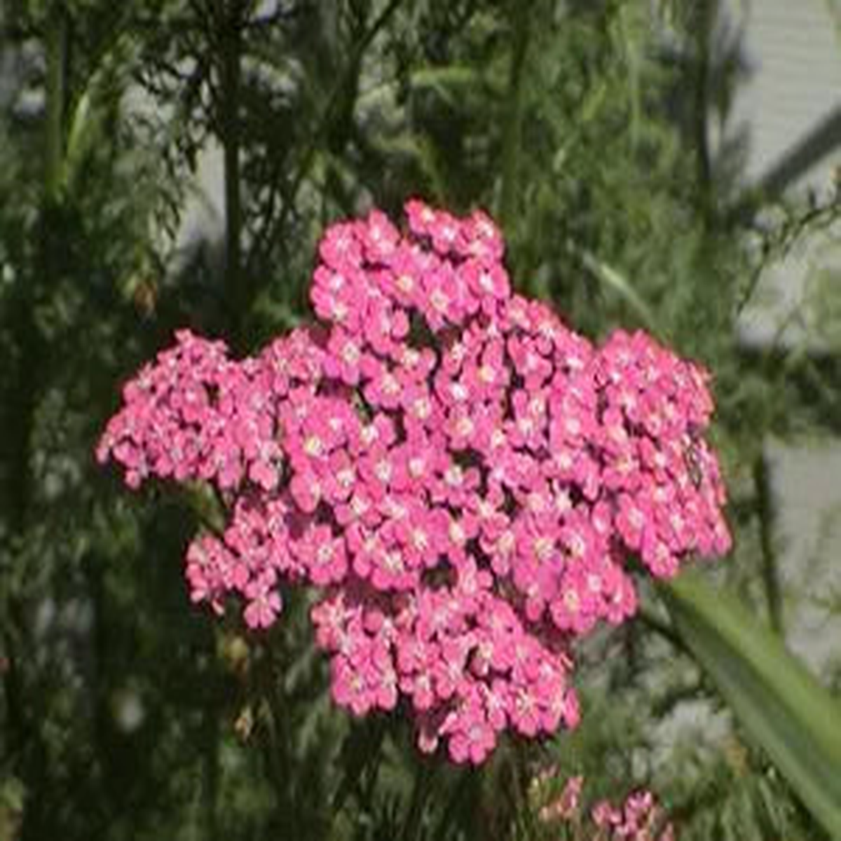 Achillea Cerise Queen Yarrow Flower Seeds for Bright Pink Blooms