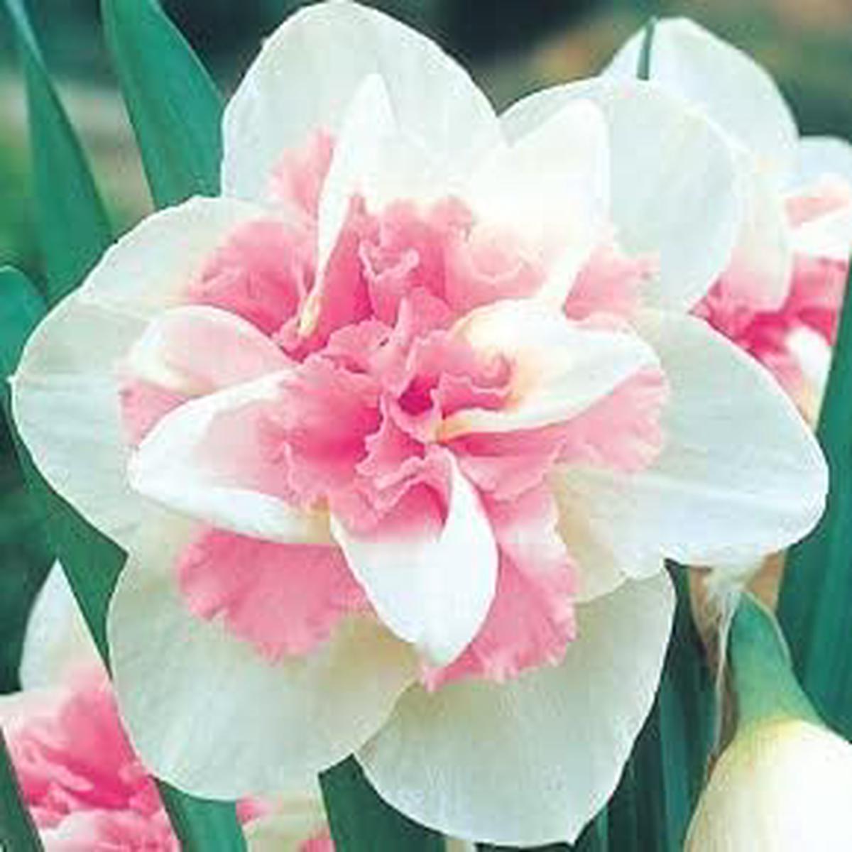 Baby Pink Narcissus Seeds for Planting  Heirloom, Non-GMO Organic Flower Seeds