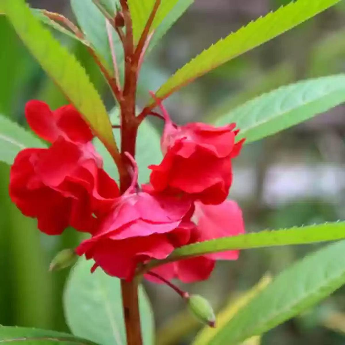 Balsamine Flower Seeds for Planting, Red, 100