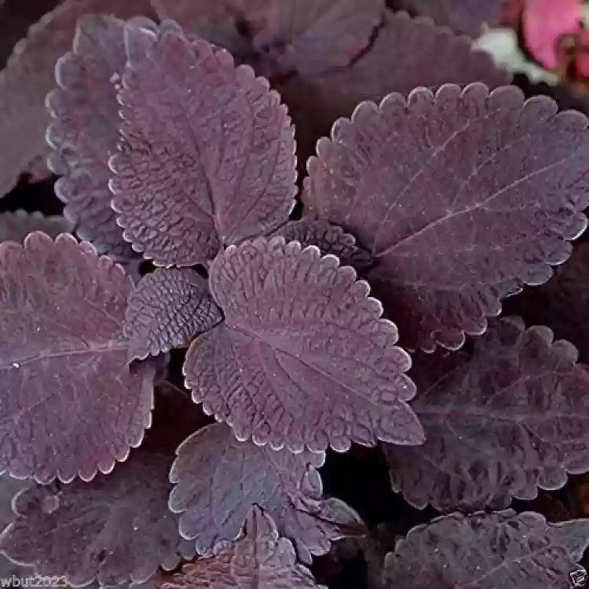 Black Coleus Flower seeds for Planting - Colorful Display, Heirloom & GMO Free Seeds for Home Garden