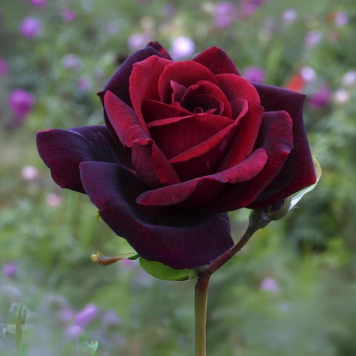Black Maroon Rose Flower seeds for Planting - Premium Quality, Heirloom & GMO Free Seeds for Home Garden
