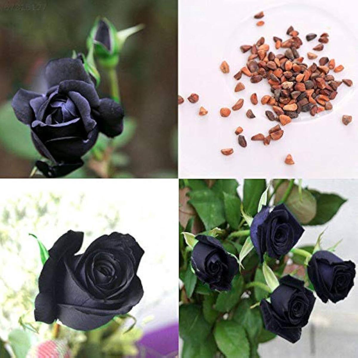 Black Rose Seeds,