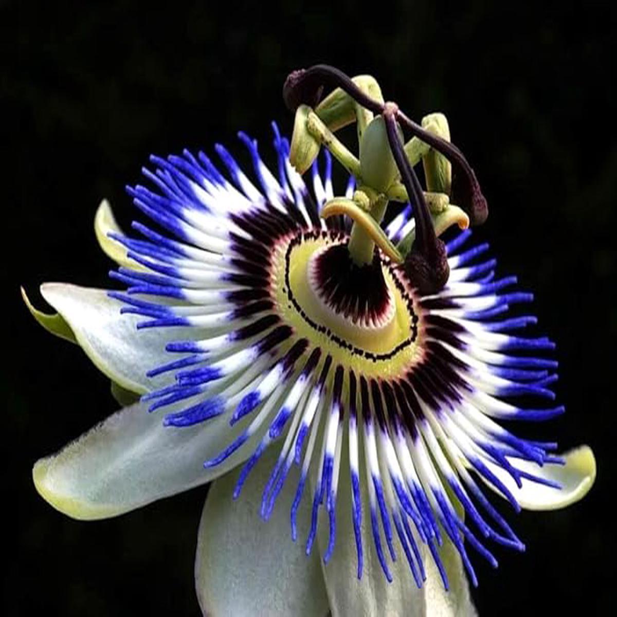 Blue Exotic Passionflower Planting Home Garden Flower Seeds Home Garden Planting,